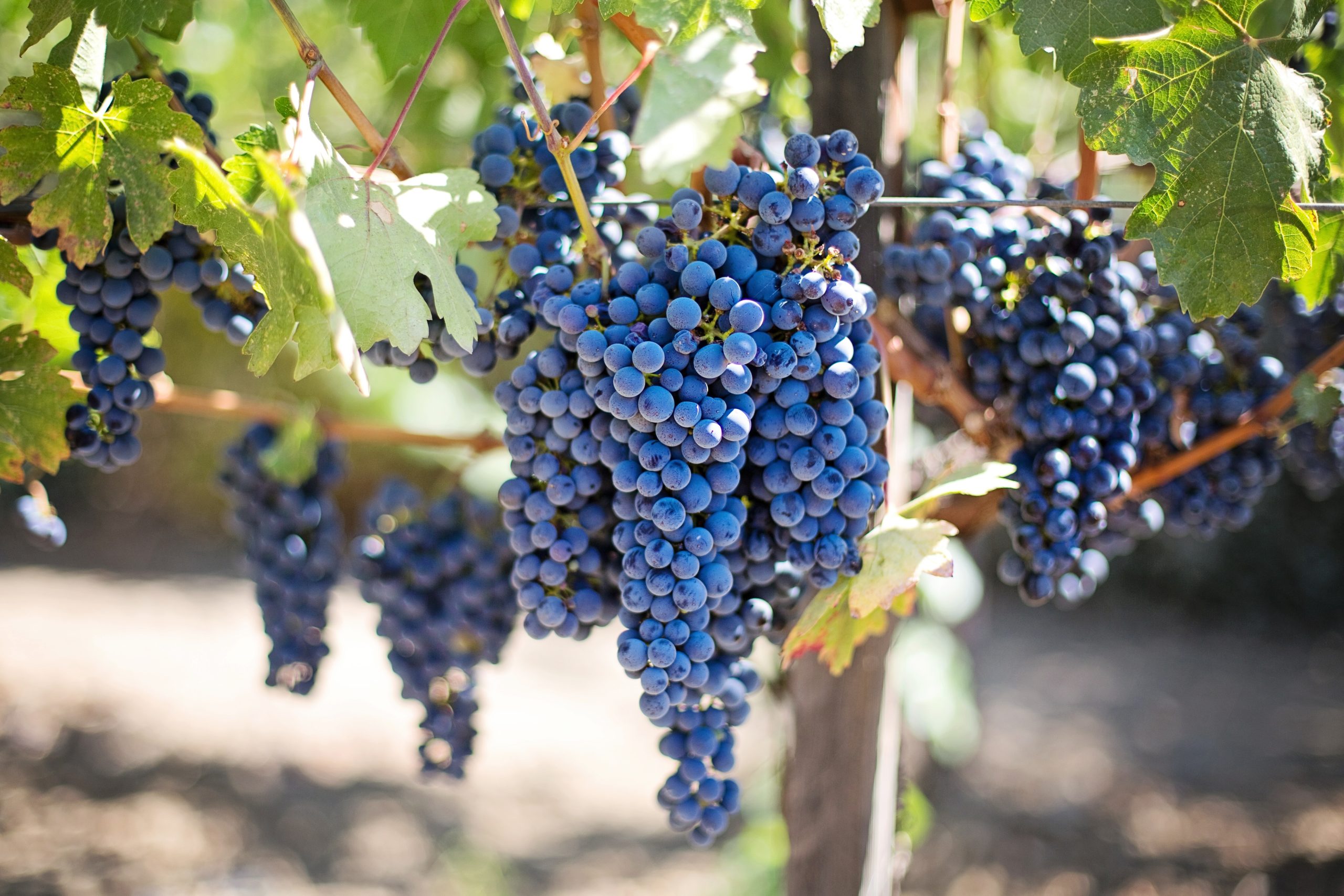 Gestione fermentazione per aziende vinicole a Firenze